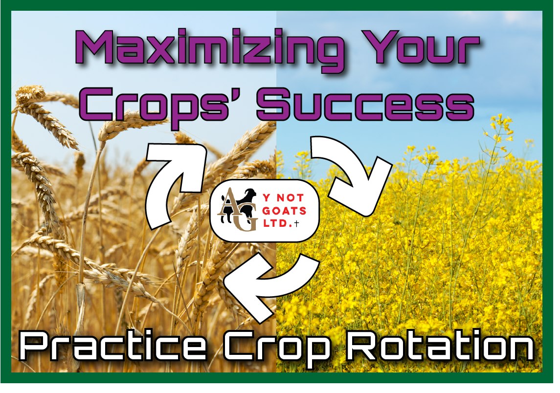 Maximizing your crops' Success - Practice Crop Rotation